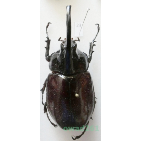 Augosoma centaurus (Fabricius, 1775) male Tanzania 67mm23